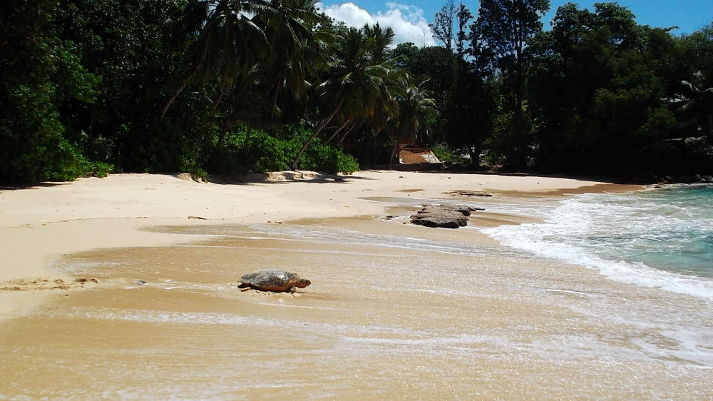 Der Strand mit Schildkröte